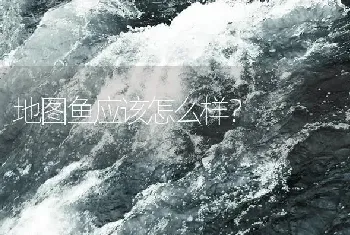 地图鱼应该怎么样？