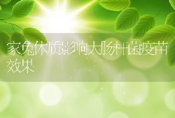 家兔体质影响大肠杆菌疫苗效果