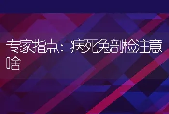 专家指点：病死兔剖检注意啥