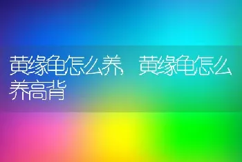 黄缘龟怎么养，黄缘龟怎么养高背