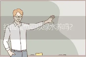 红面蛋龟可以绿水养吗？