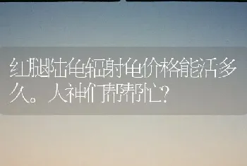 红腿陆龟辐射龟价格能活多久。大神们帮帮忙？