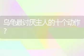 乌龟最讨厌主人的十个动作？