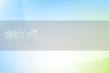 蟾蜍介绍