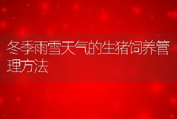 冬季雨雪天气的生猪饲养管理方法