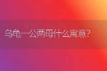 乌龟一公两母什么寓意？