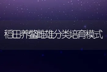 稻田养鳖雌雄分类培育模式