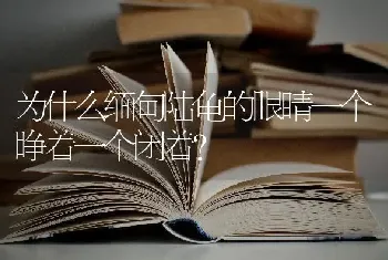 为什么缅甸陆龟的眼睛一个睁着一个闭着？