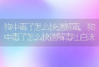 狗中毒了怎么快速解毒，狗中毒了怎么快速解毒吐白沫