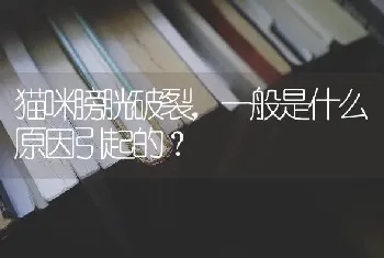 猫咪膀胱破裂，一般是什么原因引起的？