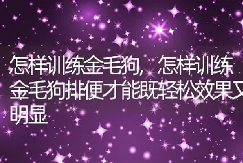 怎样训练金毛狗，怎样训练金毛狗排便才能既轻松效果又明显