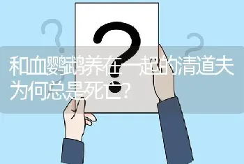 和血鹦鹉养在一起的清道夫为何总是死亡？