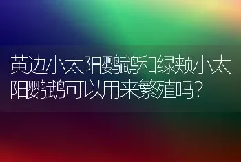 黄边小太阳鹦鹉和绿颊小太阳鹦鹉可以用来繁殖吗？