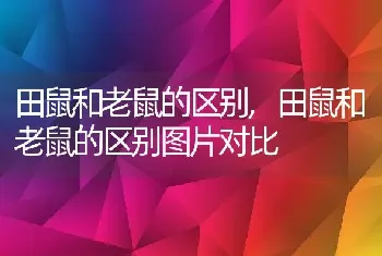 田鼠和老鼠的区别，田鼠和老鼠的区别图片对比