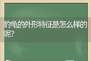 豹龟的外形特征是怎么样的呢？