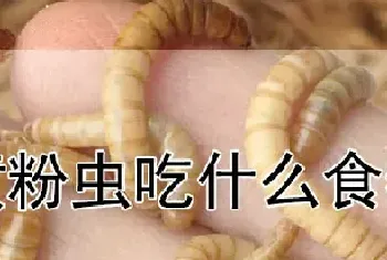 黄粉虫吃什么食物