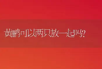 黄鹂可以两只放一起吗？