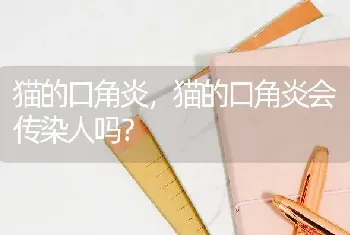 柯基怎么养，如何训练柯基呢？