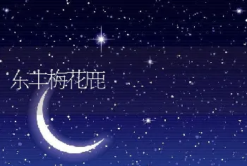 东丰梅花鹿