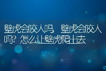 壁虎会咬人吗，壁虎会咬人吗？怎么让壁虎爬出去