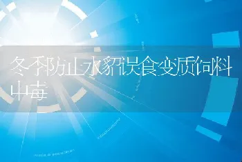 冬季防止水貂误食变质饲料中毒