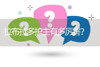 拉布拉多护主有多厉害？