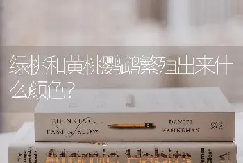 绿桃和黄桃鹦鹉繁殖出来什么颜色？