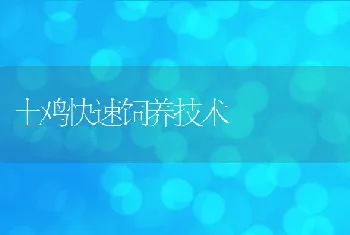 土鸡快速饲养技术