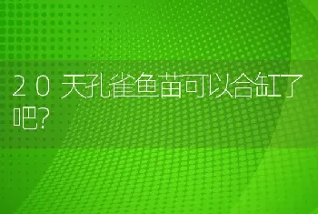 20天孔雀鱼苗可以合缸了吧？