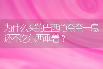 为什么买的巴西龟奄奄一息还不吃东西垂着？