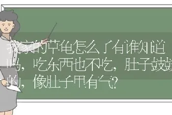 我家的草龟怎么了有谁知道吗，吃东西也不吃，肚子鼓鼓的，像肚子里有气？