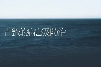 青蟹的病害及防治