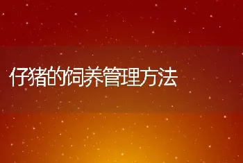 仔猪的饲养管理方法