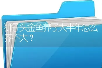 狮子头金鱼养了大半年怎么养不大？