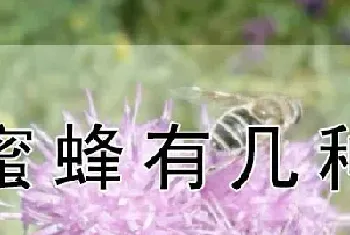 蜜蜂有几种