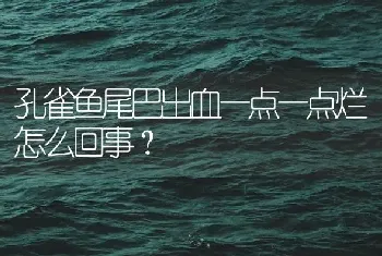 凤尾鱼下小鱼之前都有什么症状？下小鱼后要注意什么？