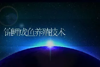 锦鲤成鱼养殖技术