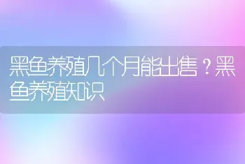 黑鱼养殖几个月能出售？黑鱼养殖知识