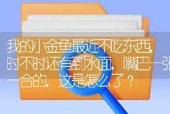 我的小金鱼最近不吃东西，时不时还有到水面