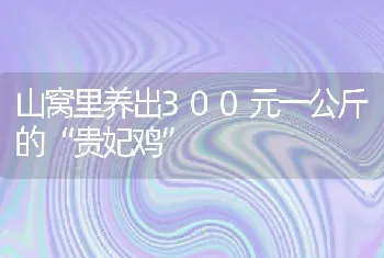 山窝里养出300元一公斤的“贵妃鸡”