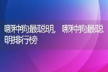 哪种狗最聪明，哪种狗最聪明排行榜