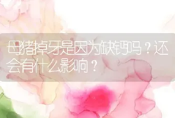 母猪掉牙是因为缺钙吗？还会有什么影响？