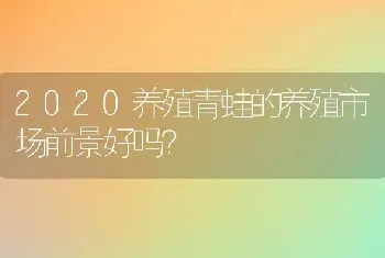 2020养殖青蛙的养殖市场前景好吗？