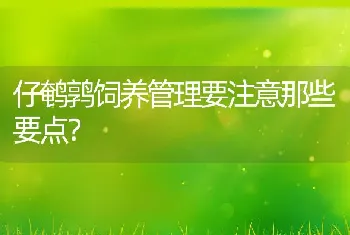 仔鹌鹑饲养管理要注意那些要点？