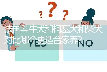 法国斗牛犬和柯基犬和柴犬对比哪个更适合家养？