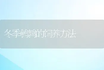 冬季鹌鹑的饲养方法