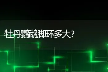 长毛猫掉毛怎么处理？