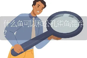 什么鱼可以和公孔雀鱼混养？