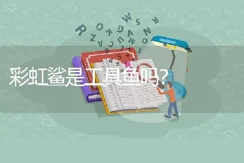 彩虹鲨是工具鱼吗？