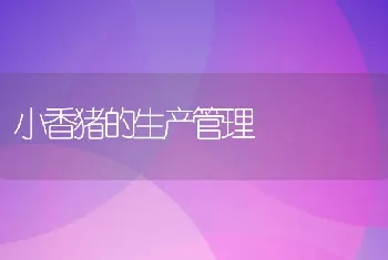 小香猪的生产管理